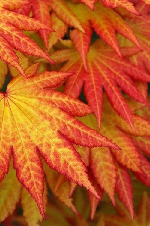  Autumn Moon Japanese Maple - 2 Gallon Pot