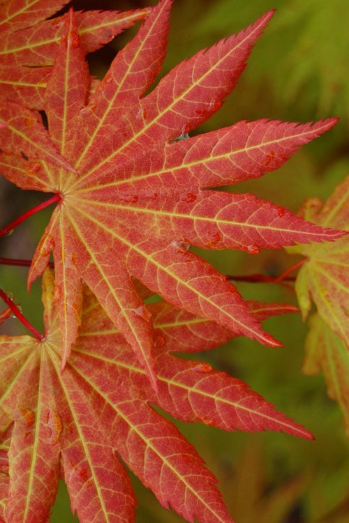  Autumn Moon Japanese Maple - 2 Gallon Pot