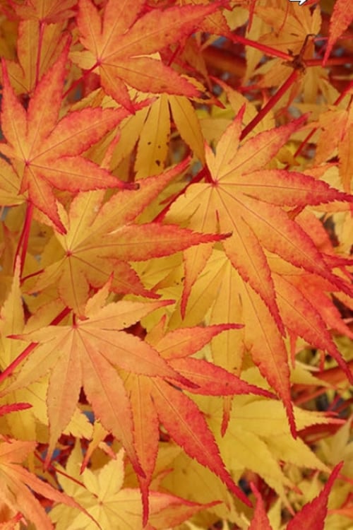  Beni Kawa Coral Bark Japanese Maple - 3 Gallon Pot