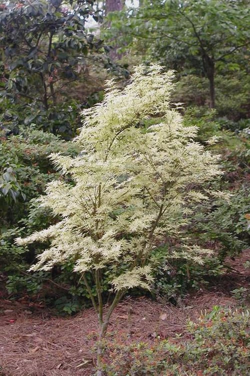  Butterfly Japanese Maple - 5 Gallon Pot 