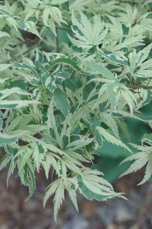  Butterfly Japanese Maple - 5 Gallon Pot 