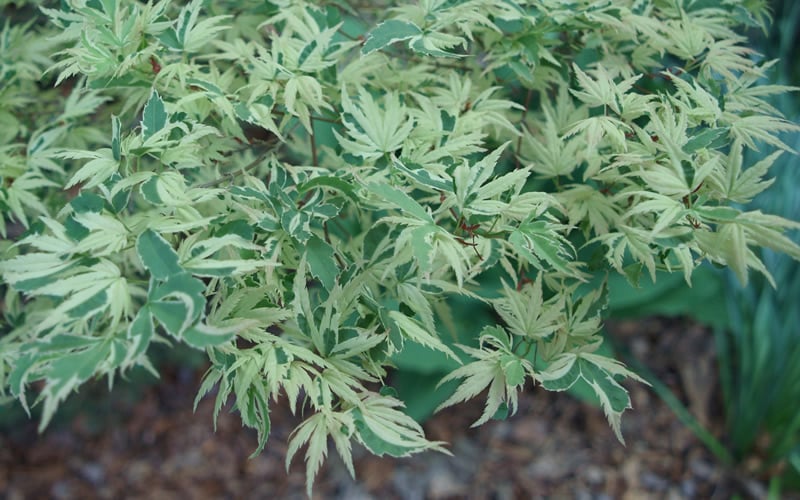  Butterfly Japanese Maple - 5 Gallon Pot 