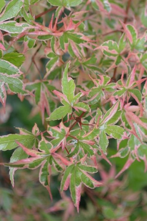  Butterfly Japanese Maple - 5 Gallon Pot 