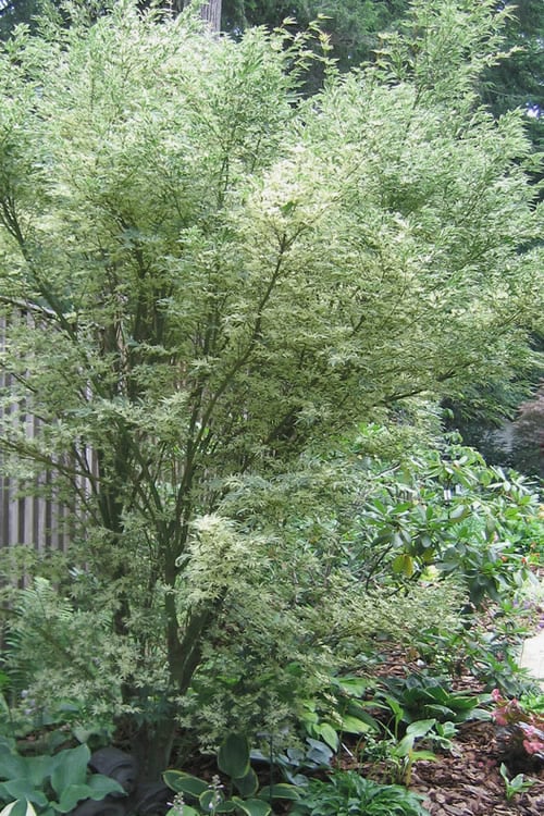  Butterfly Japanese Maple - 5 Gallon Pot 