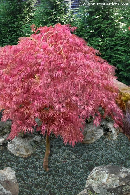  Hana Matoi Pink Leaf Japanese Maple - Acer Palmatum - 5 Gallon Pot 