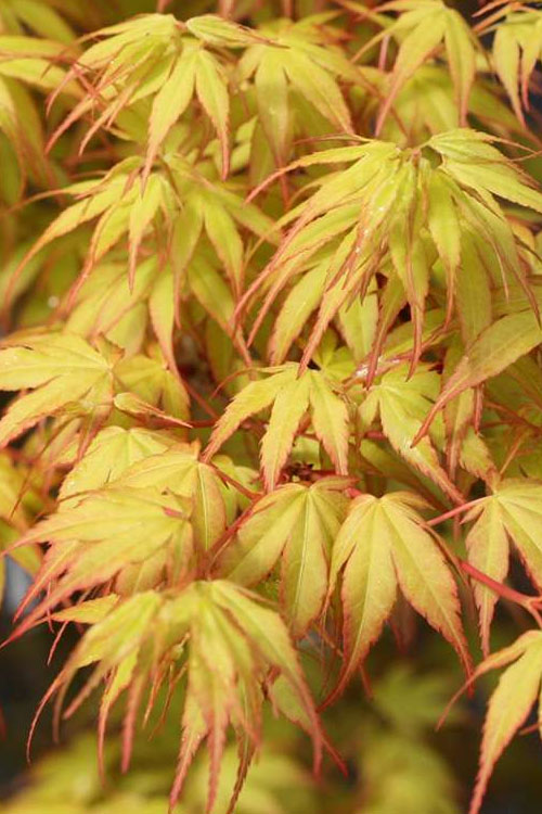  Katsura Japanese Maple - 3 Gallon Pot (4-5')