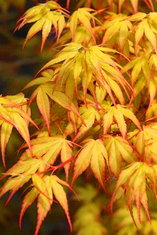  Katsura Japanese Maple - 3 Gallon Pot (4-5')