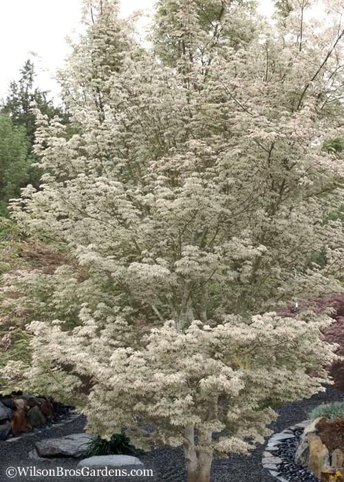  Ukigumo Floating Cloud Ghost Japanese Maple - 5 Gallon Pot
