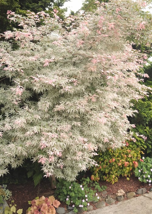  Ukigumo Floating Cloud Ghost Japanese Maple - 5 Gallon Pot