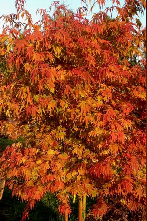  Orange Flame Japanese Maple - 5 Gallon Pot
