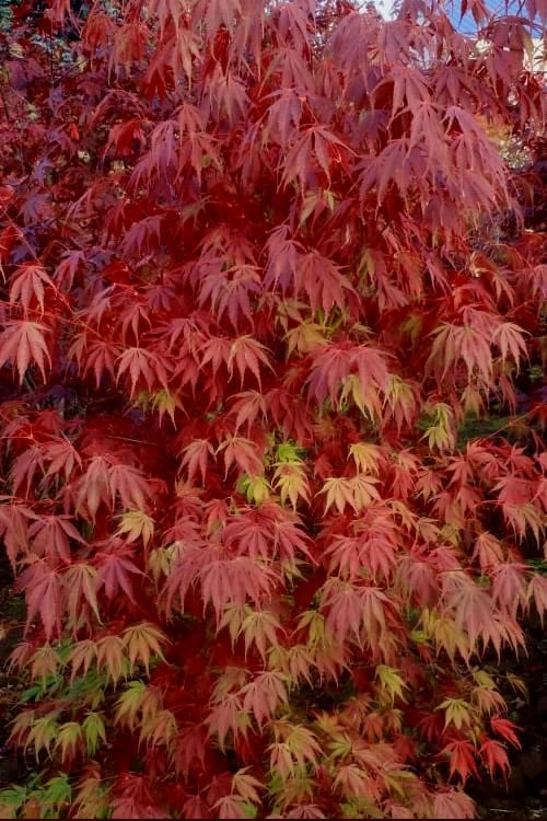  Orange Flame Japanese Maple - 5 Gallon Pot