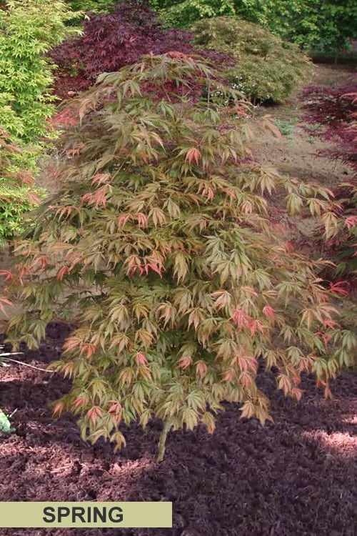  Orange Flame Japanese Maple - 5 Gallon Pot