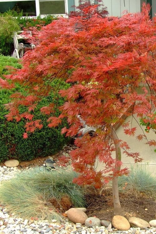  Orangeola Weeping Japanese Maple - 1 Gallon Pot