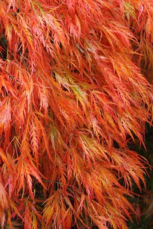  Orangeola Weeping Japanese Maple - 1 Gallon Pot