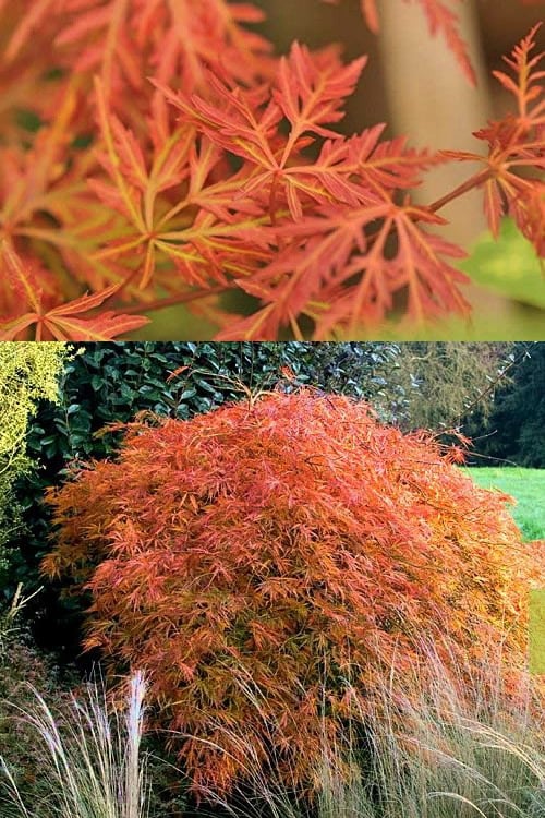  Orangeola Weeping Japanese Maple - 1 Gallon Pot