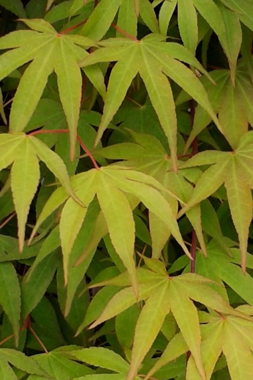  Osakazuki Japanese Maple - 5 Gallon Pot