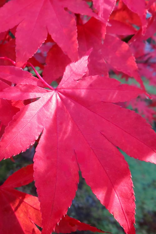  Osakazuki Japanese Maple - 1 Gallon Pot 