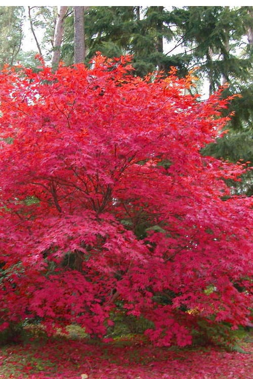  Osakazuki Japanese Maple - 1 Gallon Pot 
