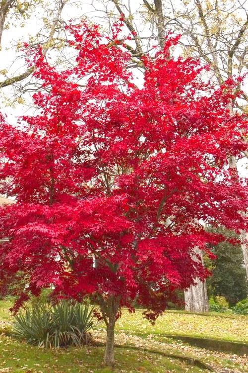  Osakazuki Japanese Maple - 1 Gallon Pot 