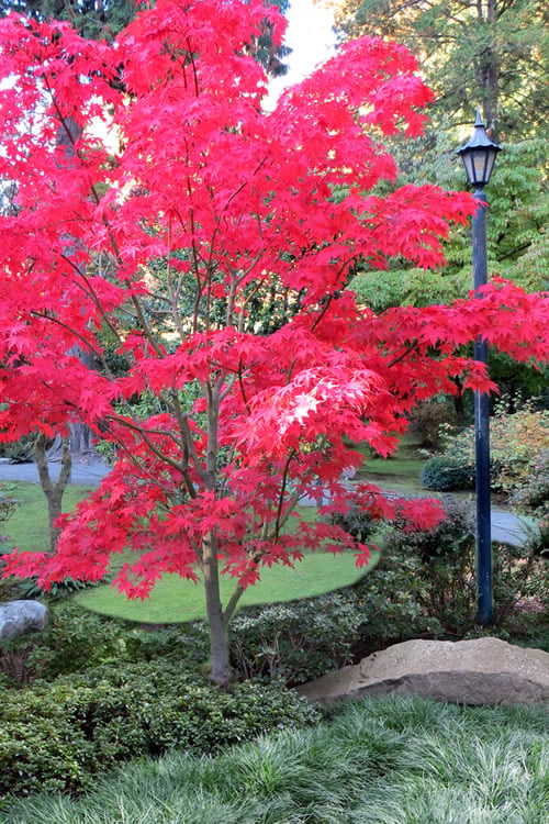  Osakazuki Japanese Maple - 1 Gallon Pot 