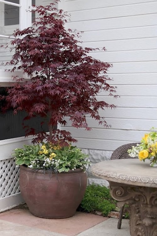  Pixie Dwarf Red Japanese Maple - 3 Gallon Pot