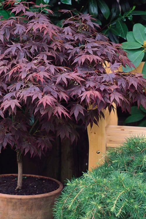  Pixie Dwarf Red Japanese Maple - 3 Gallon Pot