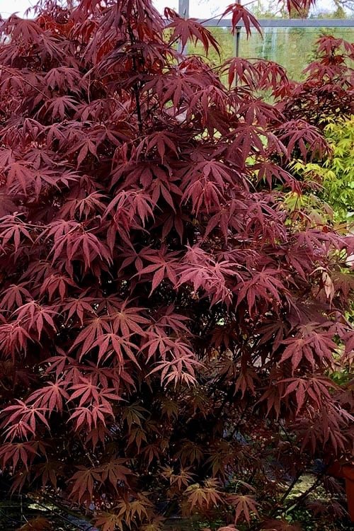  Pixie Dwarf Red Japanese Maple - 3 Gallon Pot