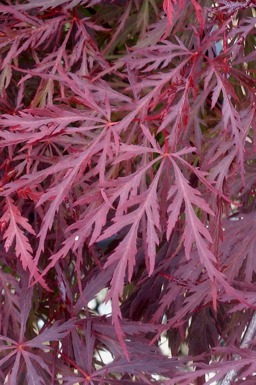  Red Dragon Dwarf Japanese Maple - 3 Gallon Pot