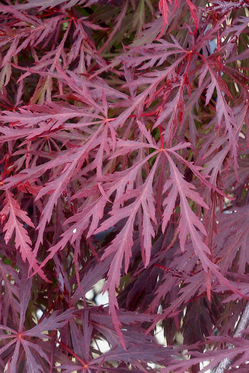  Red Dragon Dwarf Japanese Maple - 5 Gallon Pot (3-4')