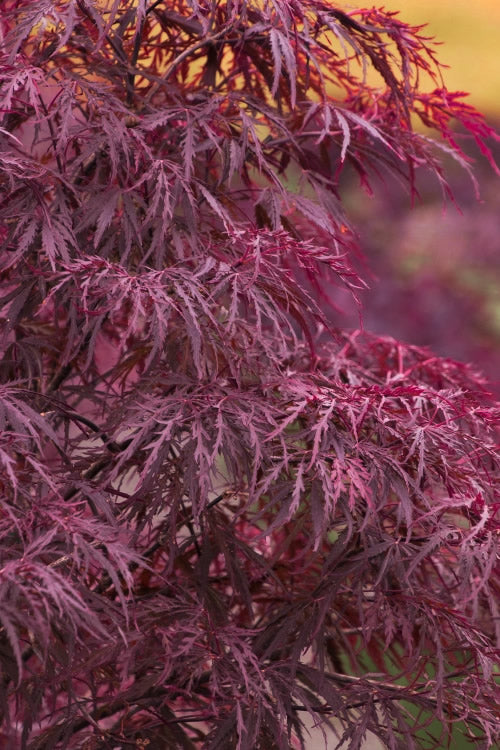  Red Dragon Dwarf Japanese Maple - 5 Gallon Pot (3-4')