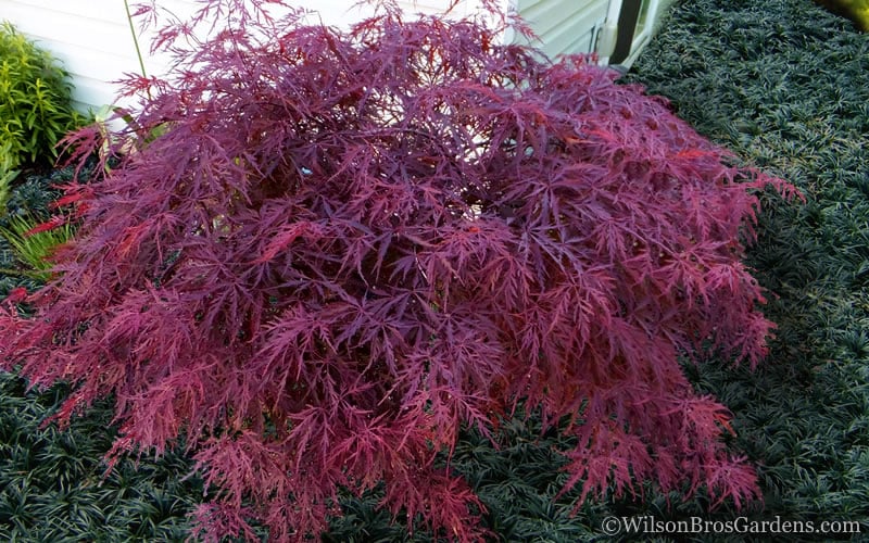  Red Dragon Dwarf Japanese Maple - 1 Gallon Pot