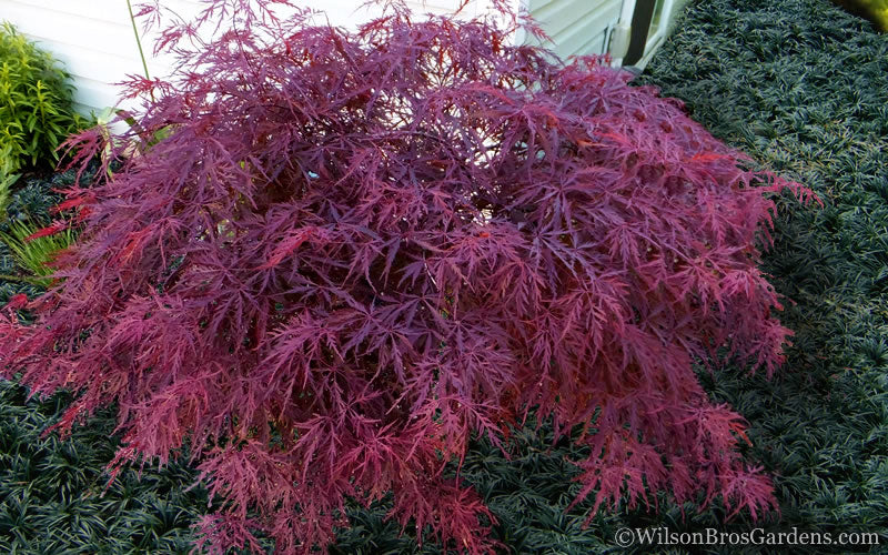  Red Dragon Dwarf Japanese Maple - 5 Gallon Pot (3-4')