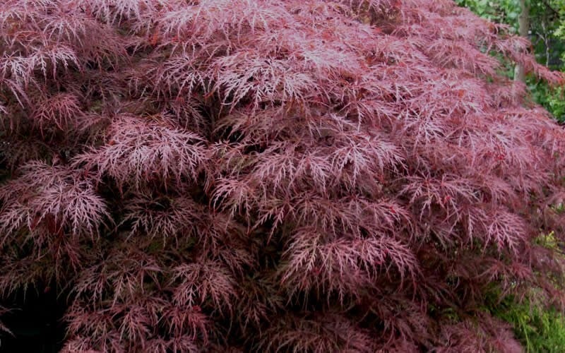  Red Dragon Dwarf Japanese Maple - 3 Gallon Pot