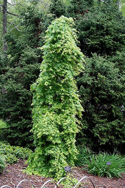  Ryusen Weeping Japanese Maple - 1 Gallon Pot