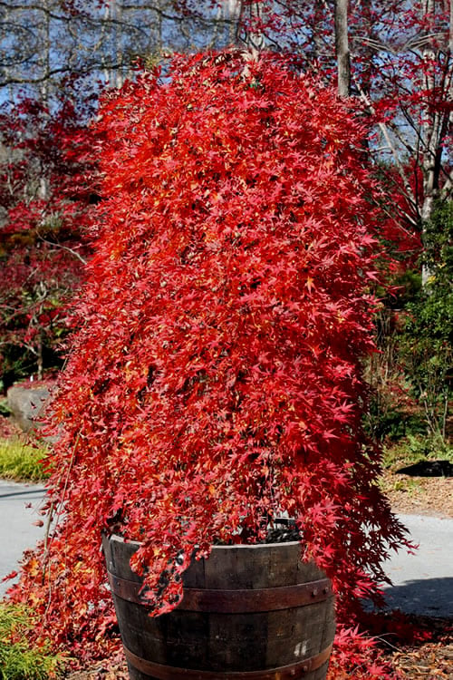  Ryusen Weeping Japanese Maple - 5 Gallon Pot