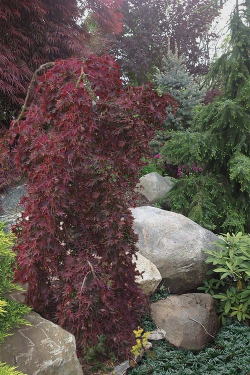 Ryusen Weeping Japanese Maple - 5 Gallon Pot