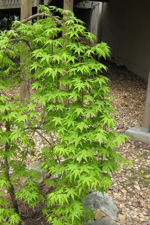  Ryusen Weeping Japanese Maple - 5 Gallon Pot