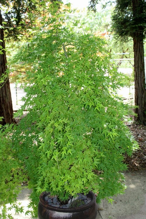  Ryusen Weeping Japanese Maple - 1 Gallon Pot