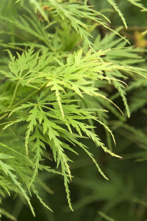  Seiryu Japanese Maple - 5 Gallon Pot