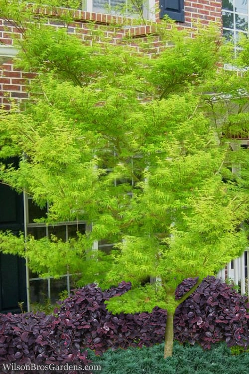  Seiryu Japanese Maple - 5 Gallon Pot