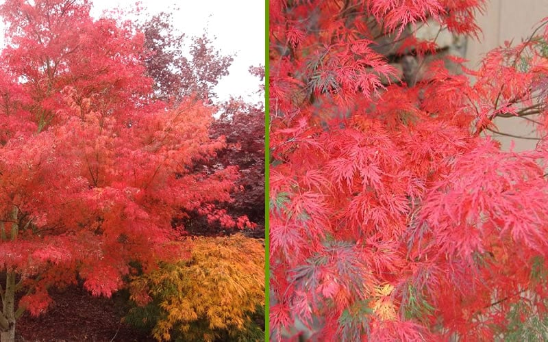  Seiryu Japanese Maple - 5 Gallon Pot
