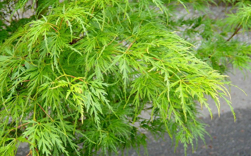  Seiryu Japanese Maple - 5 Gallon Pot