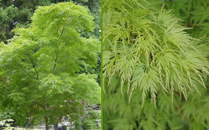  Seiryu Japanese Maple - 5 Gallon Pot