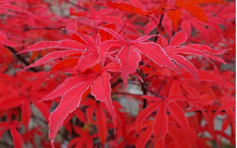  Shirazz Japanese Maple - 2 Gallon Pot