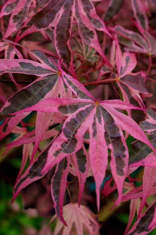  Shirazz Japanese Maple - 5 Gallon Pot (2-3') 
