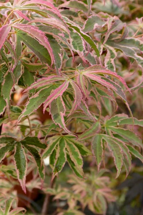  Shirazz Japanese Maple - 5 Gallon Pot (2-3') 