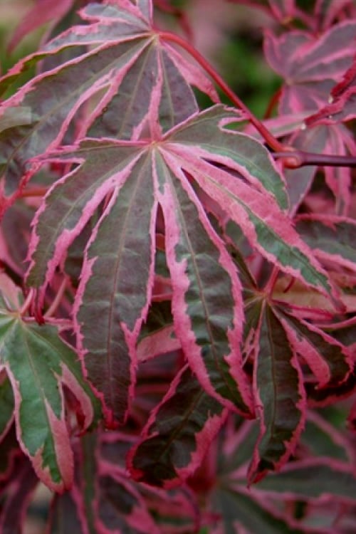  Shirazz Japanese Maple - 2 Gallon Pot