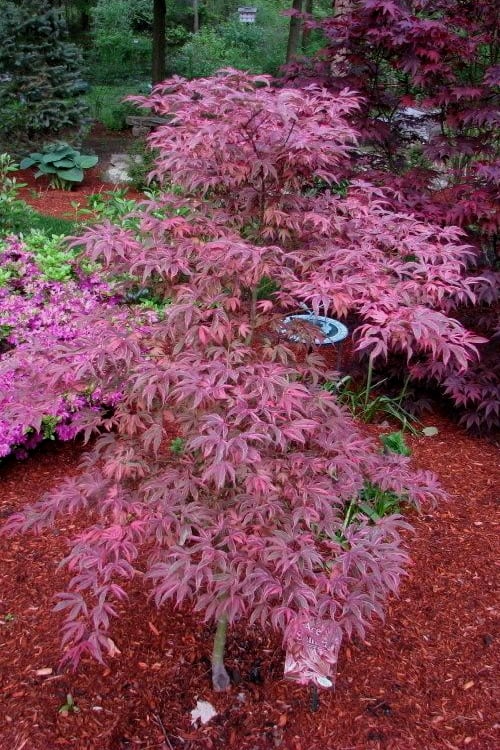  Shirazz Japanese Maple - 5 Gallon Pot (2-3') 