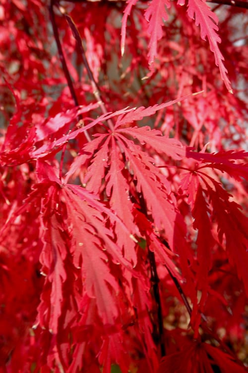  English Lace Japanese Maple - 6 Gallon Pot*B5