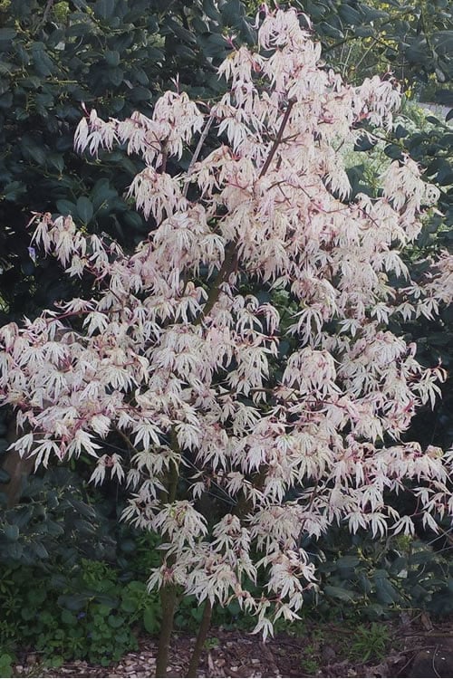  Ukigumo Floating Cloud Ghost Japanese Maple - 5 Gallon Pot
